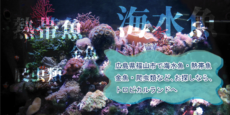 海水魚・熱帯魚・金魚・爬虫類｜トロピカルランド｜広島県福山市